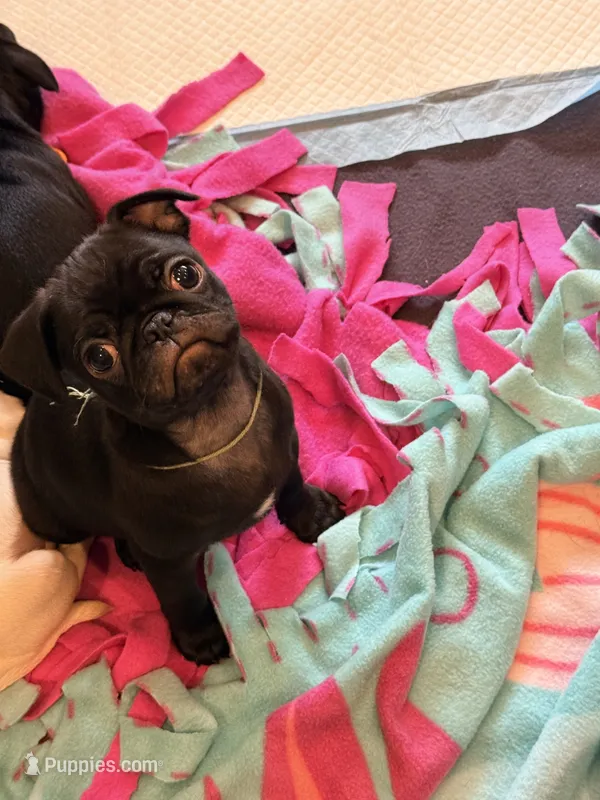 Ready today Sage collar  – Pug puppy for sale in Peyton, CO