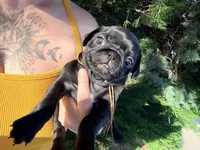 Ready today Orange collar Black m, a male Pug for sale in Peyton, CO – 3 of 10