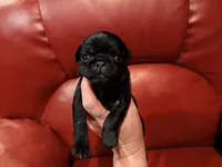 Brown collar , a male Pug for sale in Peyton, CO – 3 of 6