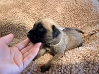 White collar fawn m, a male English Mastiff for sale in Peyton, CO – 2 of 6