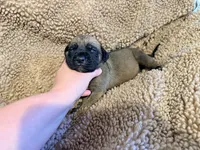 Fawn m sage collar, a male English Mastiff for sale in Peyton, CO – 4 of 6