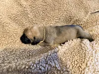Pink collar fawn f , a female English Mastiff for sale in Peyton, CO – 3 of 6