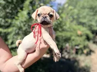 Red collar maskless fawn  female ready now , a female Pug for sale in Peyton, CO – 9 of 10