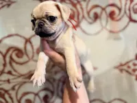 Red collar maskless fawn  female ready now , a female Pug for sale in Peyton, CO – 3 of 6