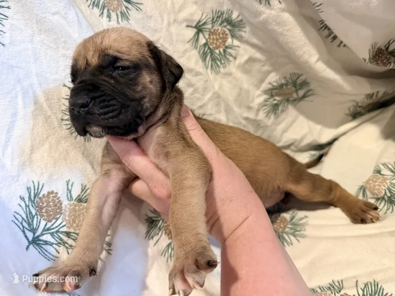No collar fawn f  – English Mastiff puppy for sale in Peyton, CO