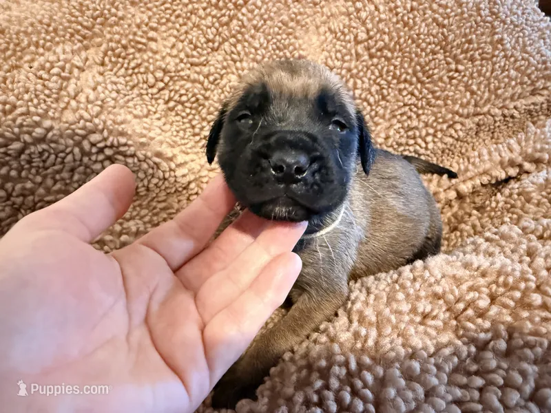 White collar fawn m – English Mastiff puppy for sale in Peyton, CO