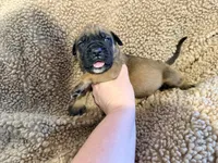 Apricot m, a male English Mastiff for sale in Peyton, CO – 6 of 7