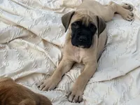 No collar fawn f , a female English Mastiff for sale in Peyton, CO – 5 of 9