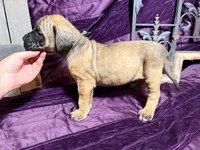 Gray collar fawn m, a male English Mastiff for sale in Peyton, CO – 2 of 10