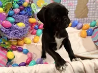 Toes, a female Pug for sale in Peyton, CO – Photo 2 of 8