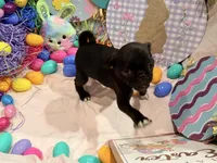 Toes, a female Pug for sale in Peyton, CO – Photo 6 of 8