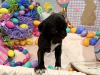 Toes, a female Pug for sale in Peyton, CO – Photo 4 of 8