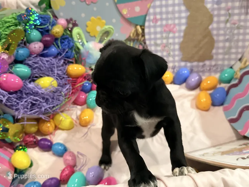 Toes – Pug puppy for sale in Peyton, CO