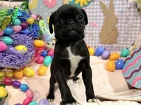 Toes, a female Pug for sale in Peyton, CO – Photo 3 of 8