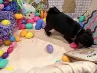 Toes, a female Pug for sale in Peyton, CO – Photo 8 of 8