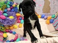 Toes, a female Pug for sale in Peyton, CO – Photo 5 of 8