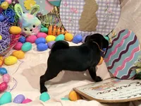 Toes, a female Pug for sale in Peyton, CO – Photo 7 of 8