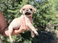 Red collar maskless fawn  female ready now , a female Pug for sale in Peyton, CO – 10 of 10