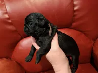 Brown collar , a male Pug for sale in Peyton, CO – 6 of 6