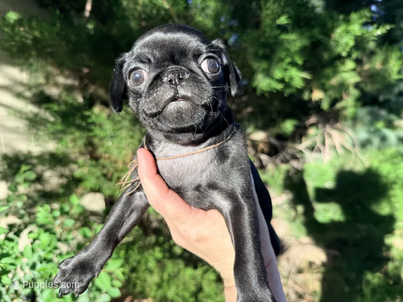 Brown collar  – Pug puppy for sale in Peyton, CO