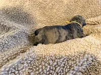 Brindle male , a male English Mastiff for sale in Peyton, CO – 10 of 10