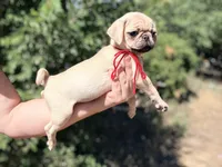 Red collar maskless fawn  female ready now , a female Pug for sale in Peyton, CO – 7 of 10