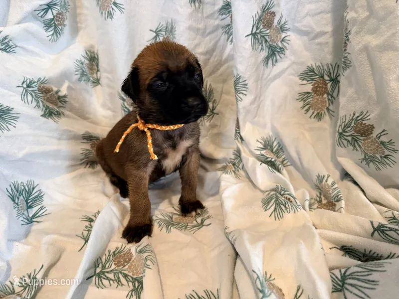 Magenta and pink braided collar apricot female  – English Mastiff puppy for sale in Peyton, CO
