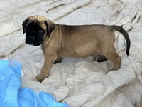 No collar fawn male white toes , a male English Mastiff for sale in Peyton, CO – 6 of 7