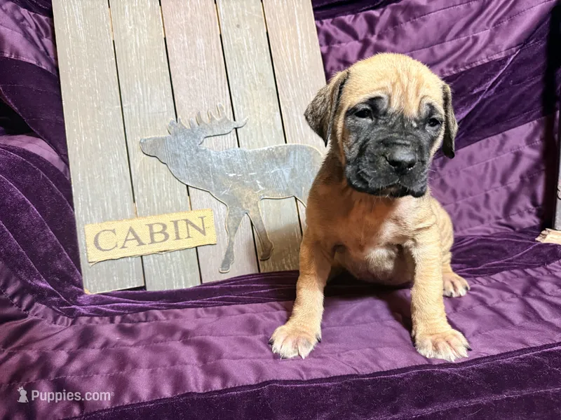 No collar fawn f  – English Mastiff puppy for sale in Peyton, CO