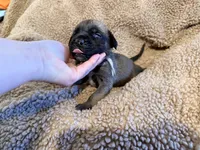 Gray collar fawn m, a male English Mastiff for sale in Peyton, CO – 4 of 6
