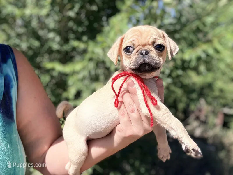 Red collar maskless fawn  female ready now  – Pug puppy for sale in Peyton, CO