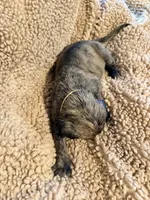 Brindle male , a male English Mastiff for sale in Peyton, CO – 6 of 10