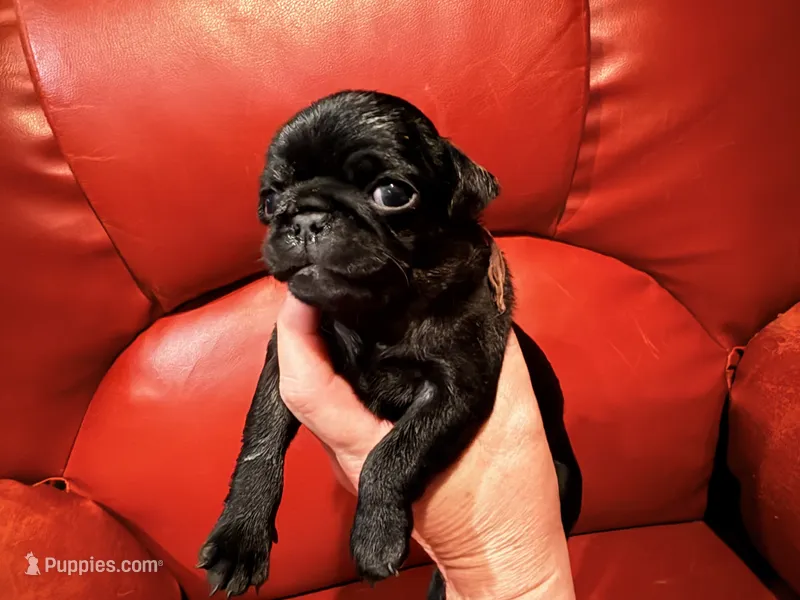 Brown collar  – Pug puppy for sale in Peyton, CO