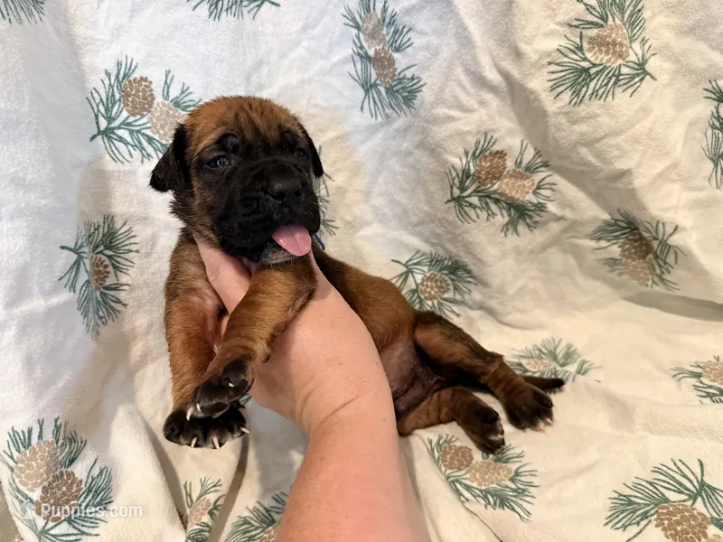 Apricot m – English Mastiff puppy on hold in Peyton, CO