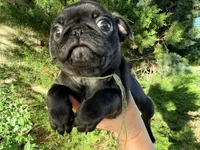 Ready today Sage collar , a male Pug for sale in Peyton, CO – 2 of 10
