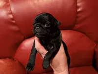 Brown collar , a male Pug for sale in Peyton, CO – 2 of 6