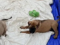 Magenta and pink braided collar apricot female , a female English Mastiff for sale in Peyton, CO – 8 of 10