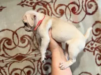 Magenta collar white female , a female Pug for sale in Peyton, CO – 5 of 5