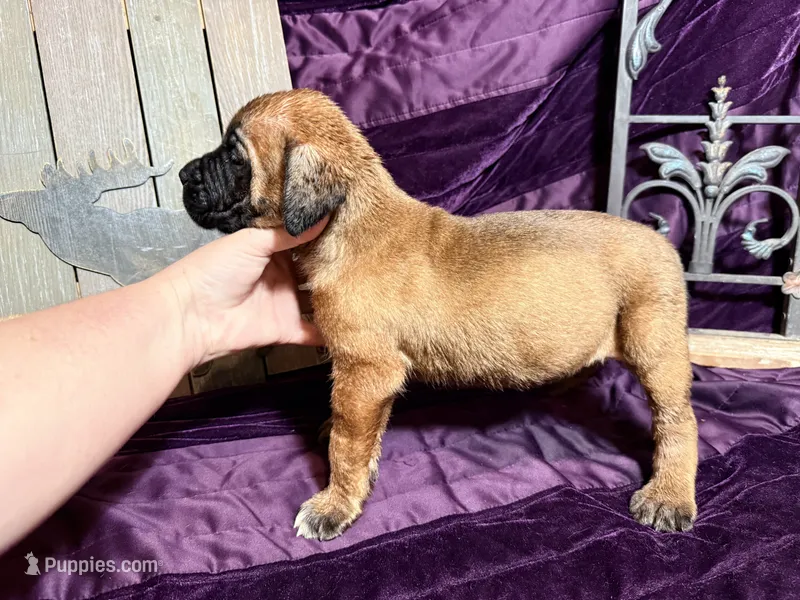 Magenta and pink braided collar apricot female  – English Mastiff puppy for sale in Peyton, CO