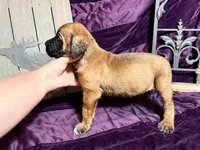 Magenta and pink braided collar apricot female , a female English Mastiff for sale in Peyton, CO – 2 of 10