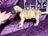 Gray collar fawn m, a male English Mastiff for sale in Peyton, CO – 3 of 10