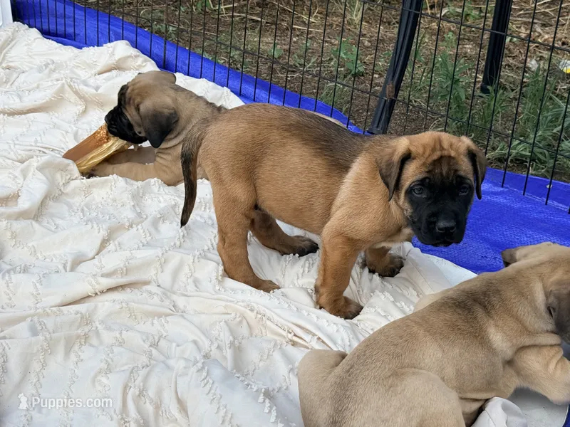 Magenta and pink braided collar apricot female  – English Mastiff puppy for sale in Peyton, CO
