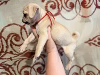 Red collar maskless fawn  female ready now , a female Pug for sale in Peyton, CO – 5 of 6