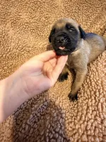 Yellow collar fawn m, a male English Mastiff for sale in Peyton, CO – 3 of 6