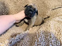 Pink collar fawn f , a female English Mastiff for sale in Peyton, CO – 6 of 6