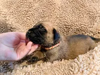 Magenta and pink braided collar apricot female , a female English Mastiff for sale in Peyton, CO – 3 of 6