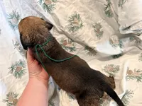 Green collar fawn m, a male English Mastiff for sale in Peyton, CO – 2 of 6