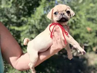 Red collar maskless fawn  female ready now , a female Pug for sale in Peyton, CO – 8 of 10