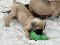 No collar fawn f , a female English Mastiff for sale in Peyton, CO – 8 of 9