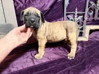 Gray collar fawn m, a male English Mastiff for sale in Peyton, CO – 4 of 10